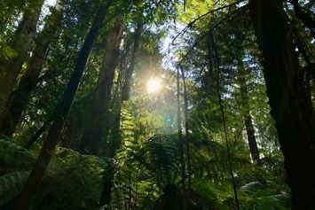 Ilmuwan-Temukan-Teknik-Mandi-Hutan-untuk-Sembuhkan-Kanker-Bagaimana-Caranya