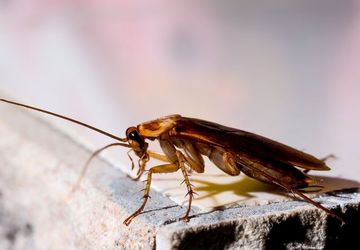 Jangan Gunakan Pemutih untuk Bunuh Kecoak di Saluran Wastafel, Ini Bahayanya!