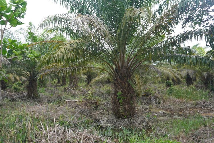Kebun Sawit Sinar Mas Dirampok, Pelaku Angkut 263 TBS