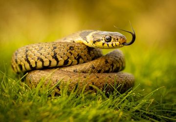 8 Tanaman Pengusir Ular yang Dapat Ditanam di Halaman Rumah