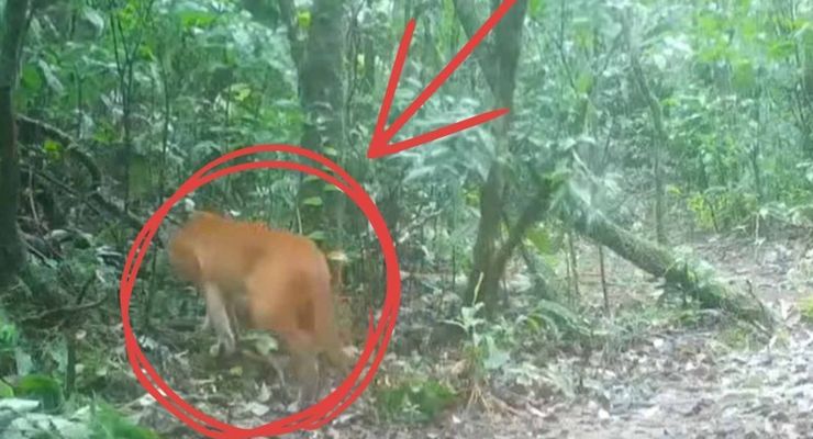 Kamera Jebakan Tangkap Penampakan Langka Kucing Emas Asia di Thailand